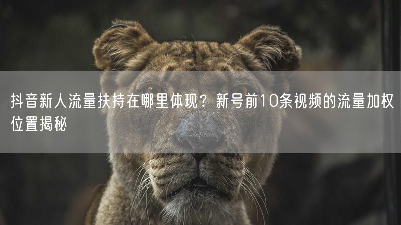 抖音新人流量扶持在哪里体现？新号前10条视频的流量加权位置揭秘