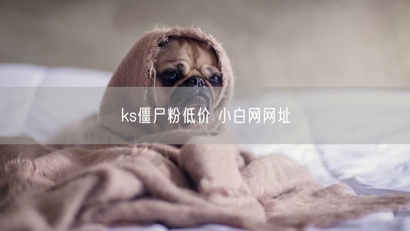 ks僵尸粉低价 小白网网址