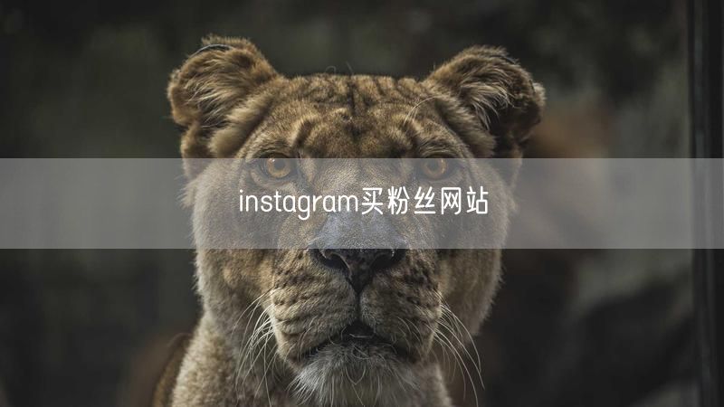 instagram买粉丝网站