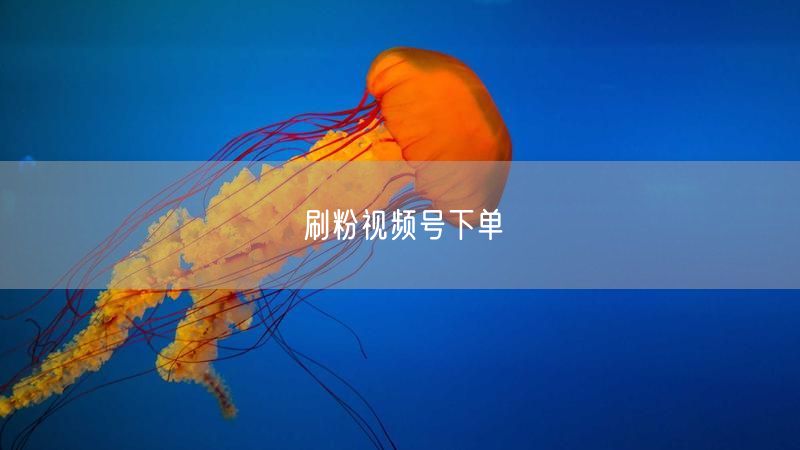 刷粉视频号下单