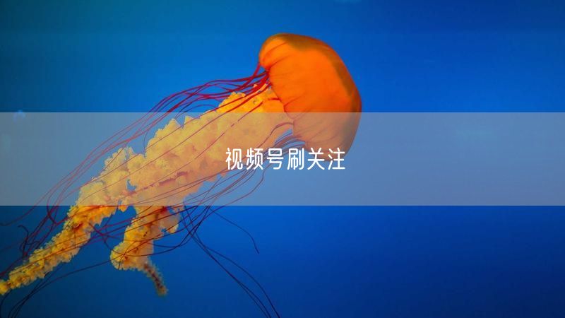 视频号刷关注