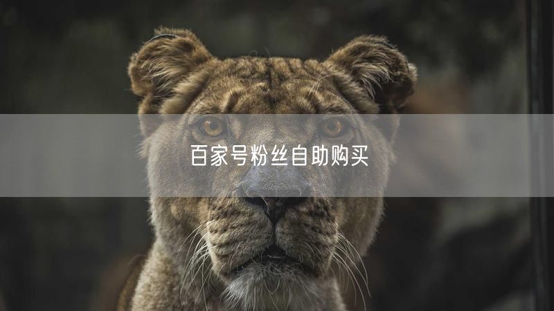 百家号粉丝自助购买